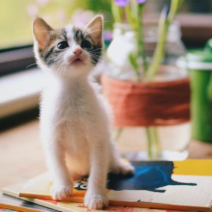 The Cats in Our Lives