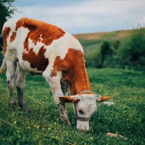 Why Farmers Feed Magnets to Cows