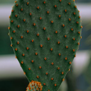 There Are No Such Plants Anywhere Else